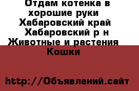 Отдам котенка в хорошие руки - Хабаровский край, Хабаровский р-н Животные и растения » Кошки   